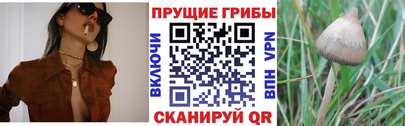 где купить наркотик  Егорьевск  Галлюциногенные грибы Psilocybine cubensis 